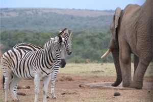 Day Tours Jeffreys Bay